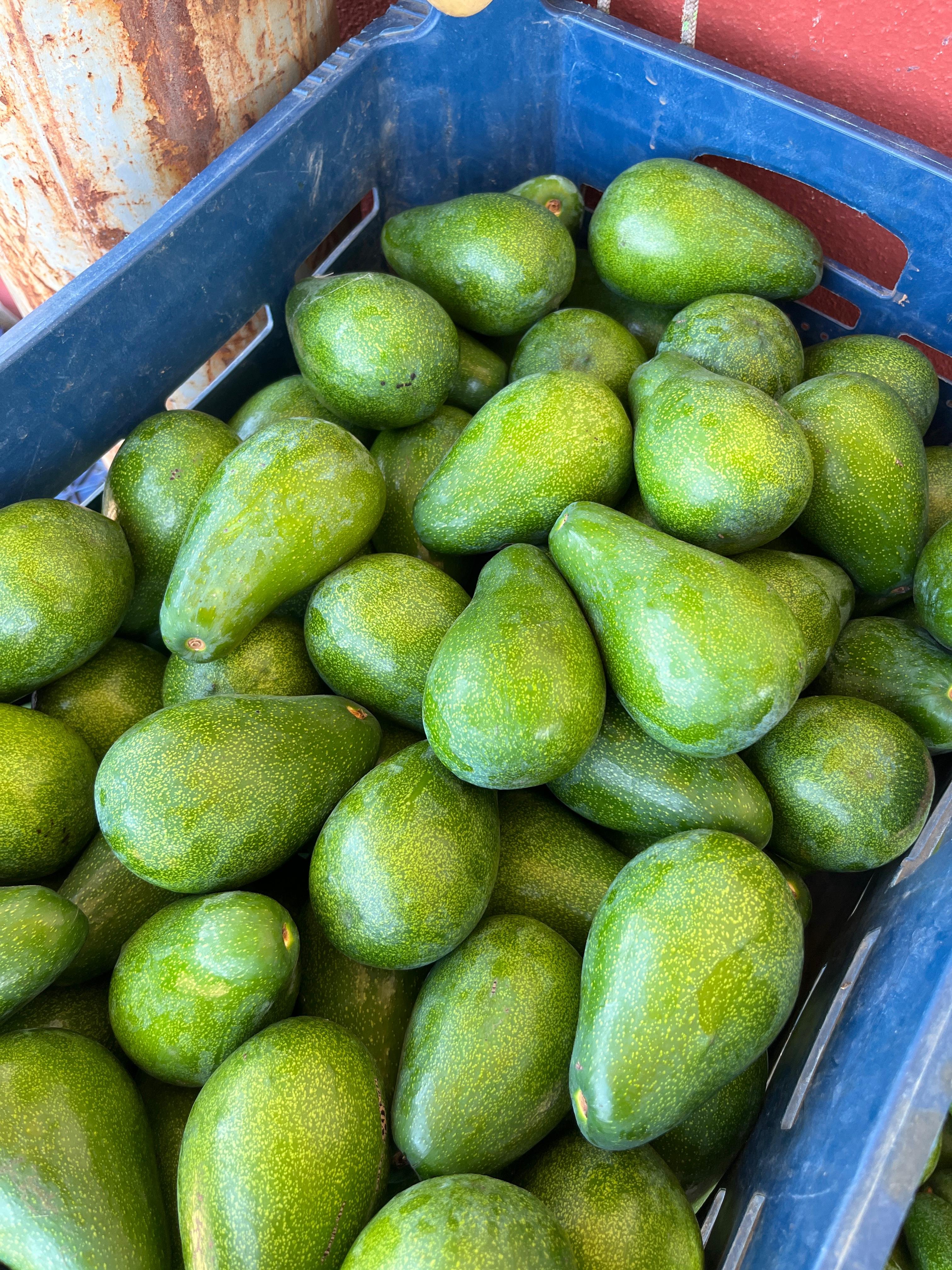 Avokado
