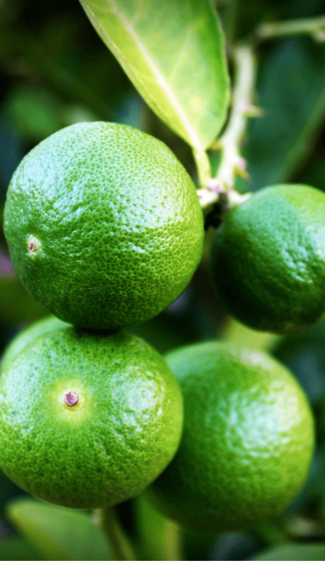 Lime Limon - 1 Kg 