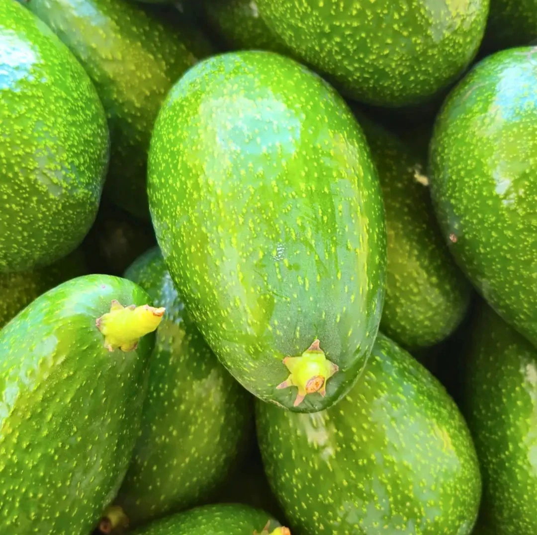 Zutano Avokado 10 adet 250 g Üzeri