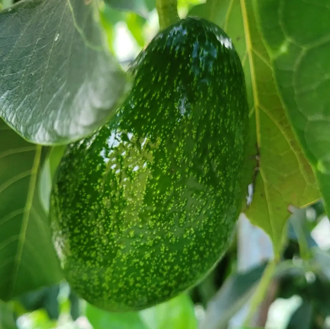 Zutano Avokado 1 Adet 250 g Üzeri