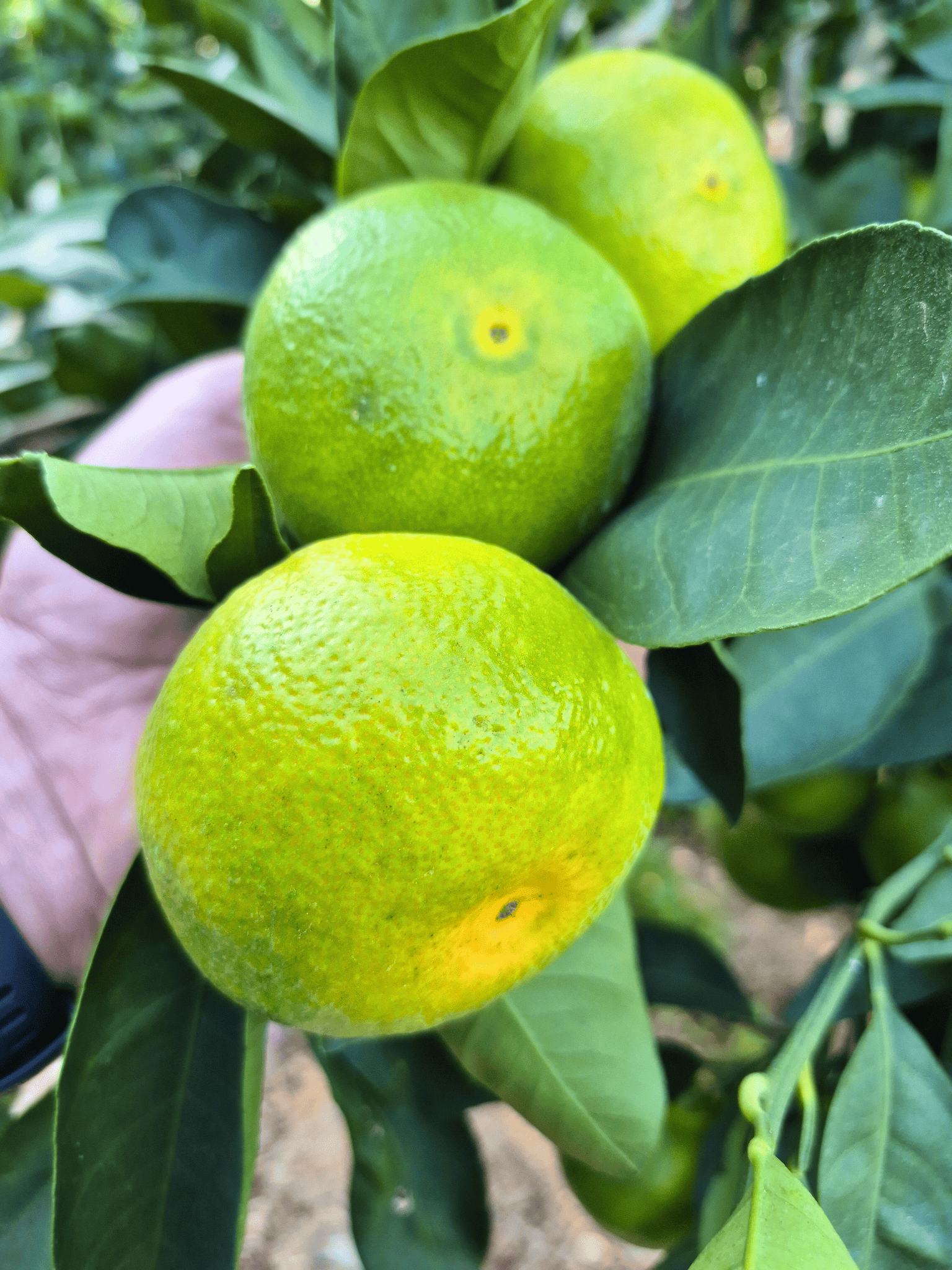 Mandalina  - 1 Kg