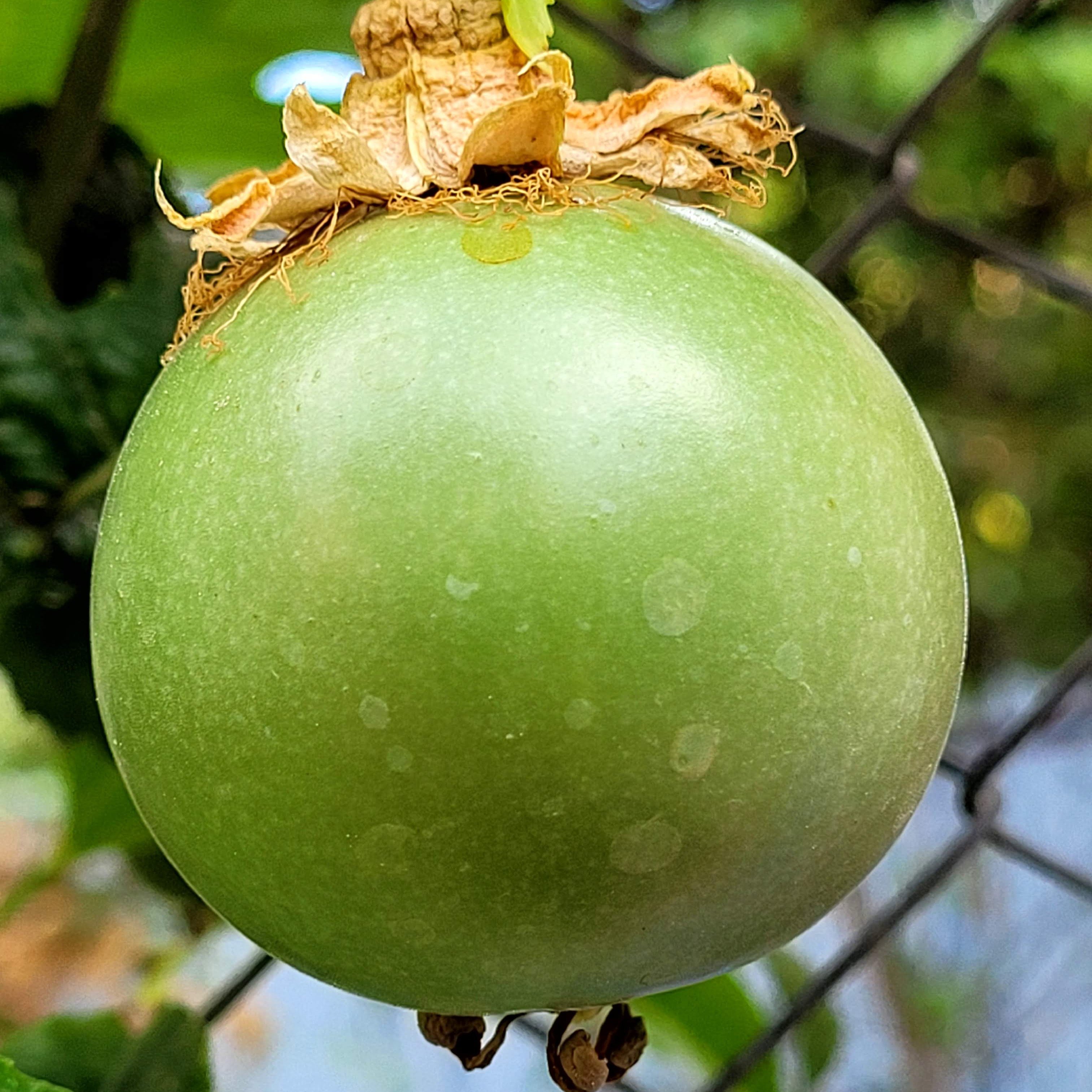 PASİFLORA 500 Gr