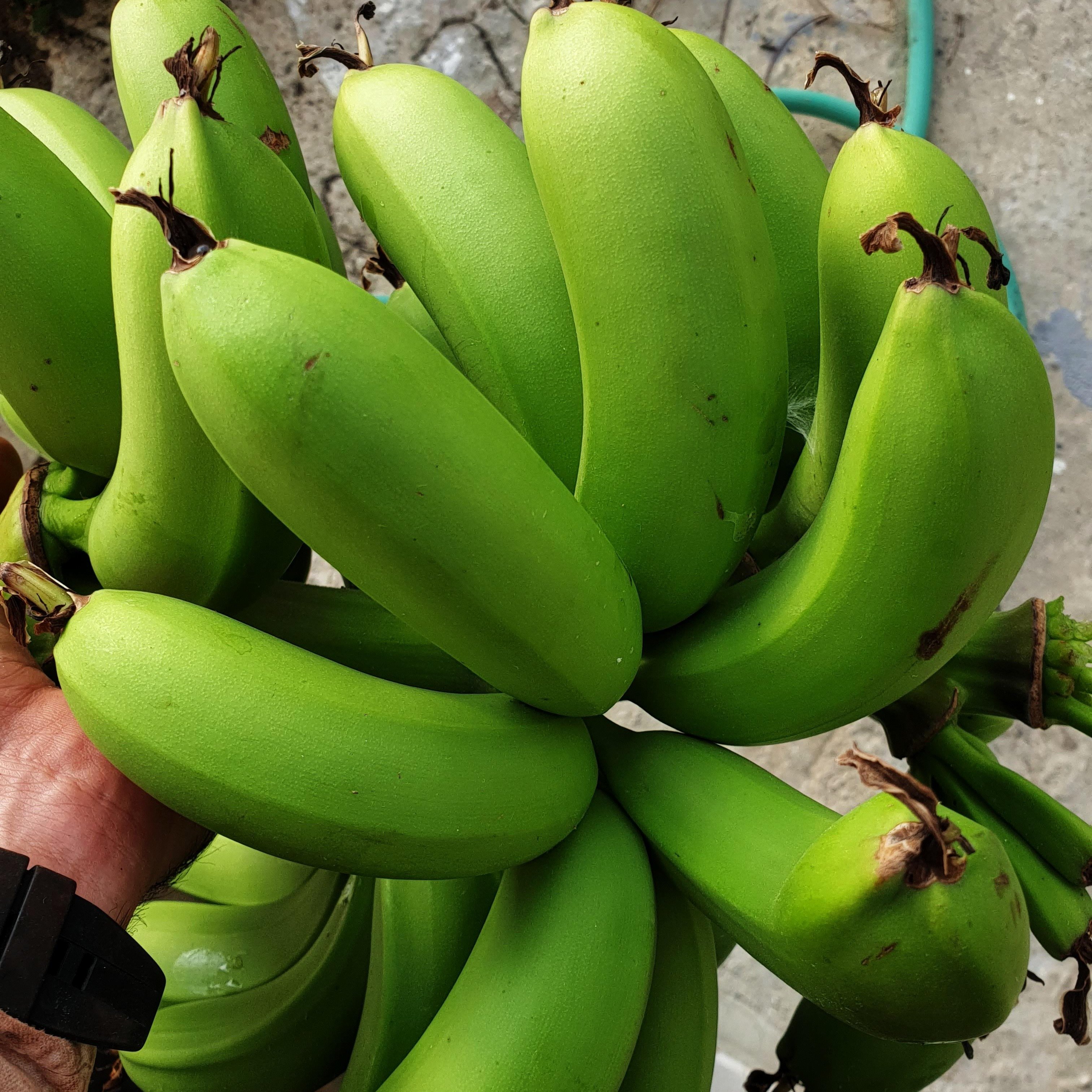 DOĞAL YEŞİL MUZ - 1 KG