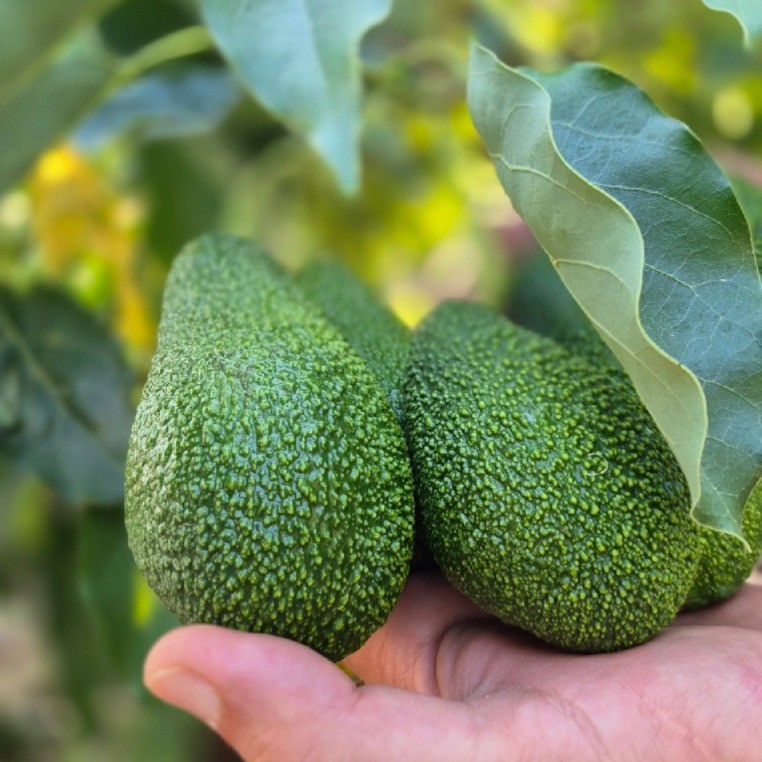Avokado