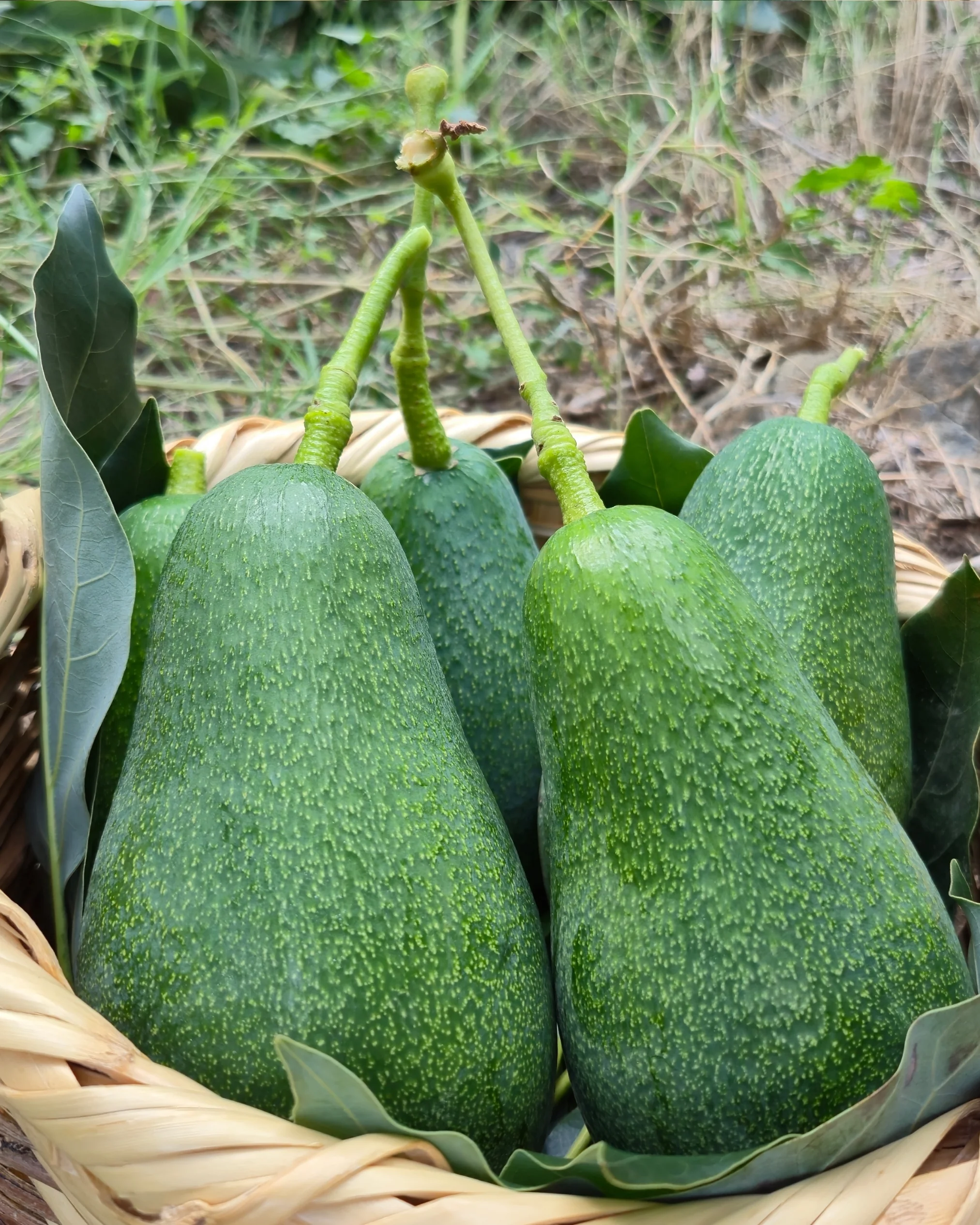 Büyük Boy Fuerte Avokado 250 Gram ve üzeri