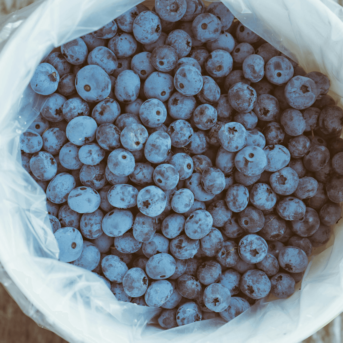 YABAN MERSİNİ (BLUEBERRY) - 500g