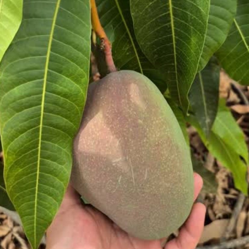 MANGO - 1 ADET