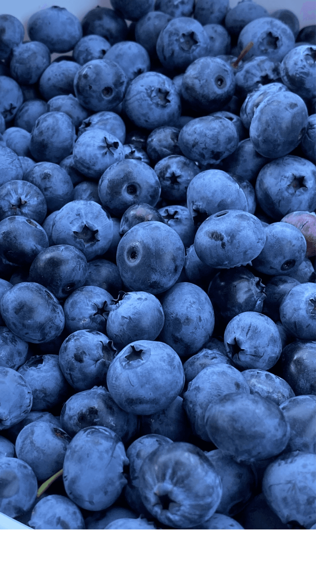 Yaban Mersini (Blueberry) - 500g