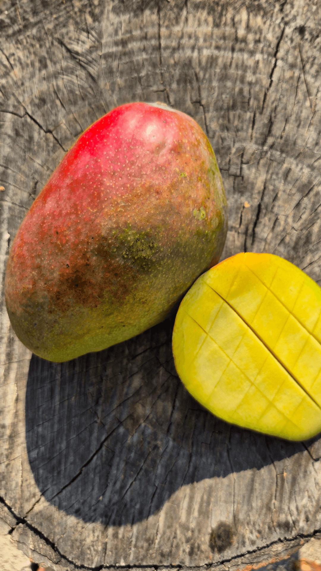 MANGO - 1 ADET