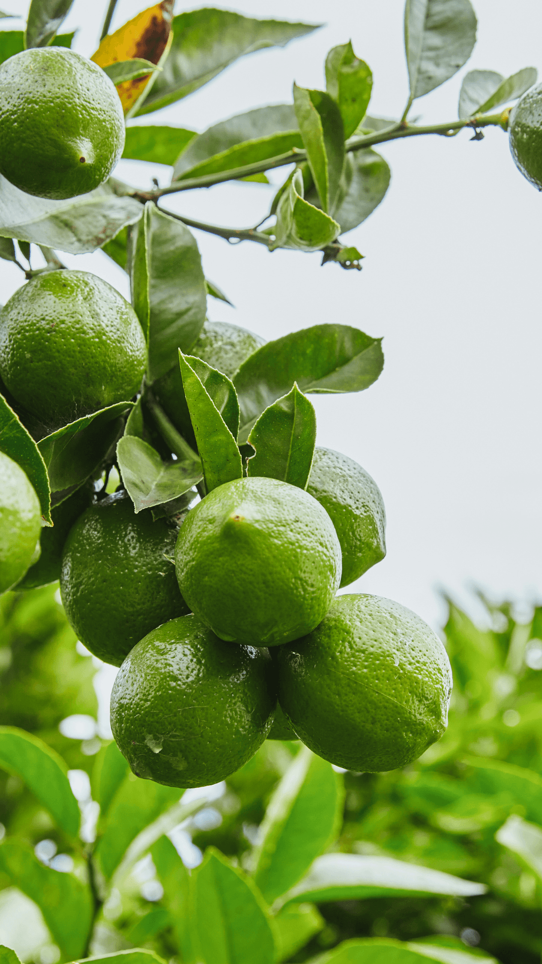 Yeşil Mayer Limon - 1 Kg