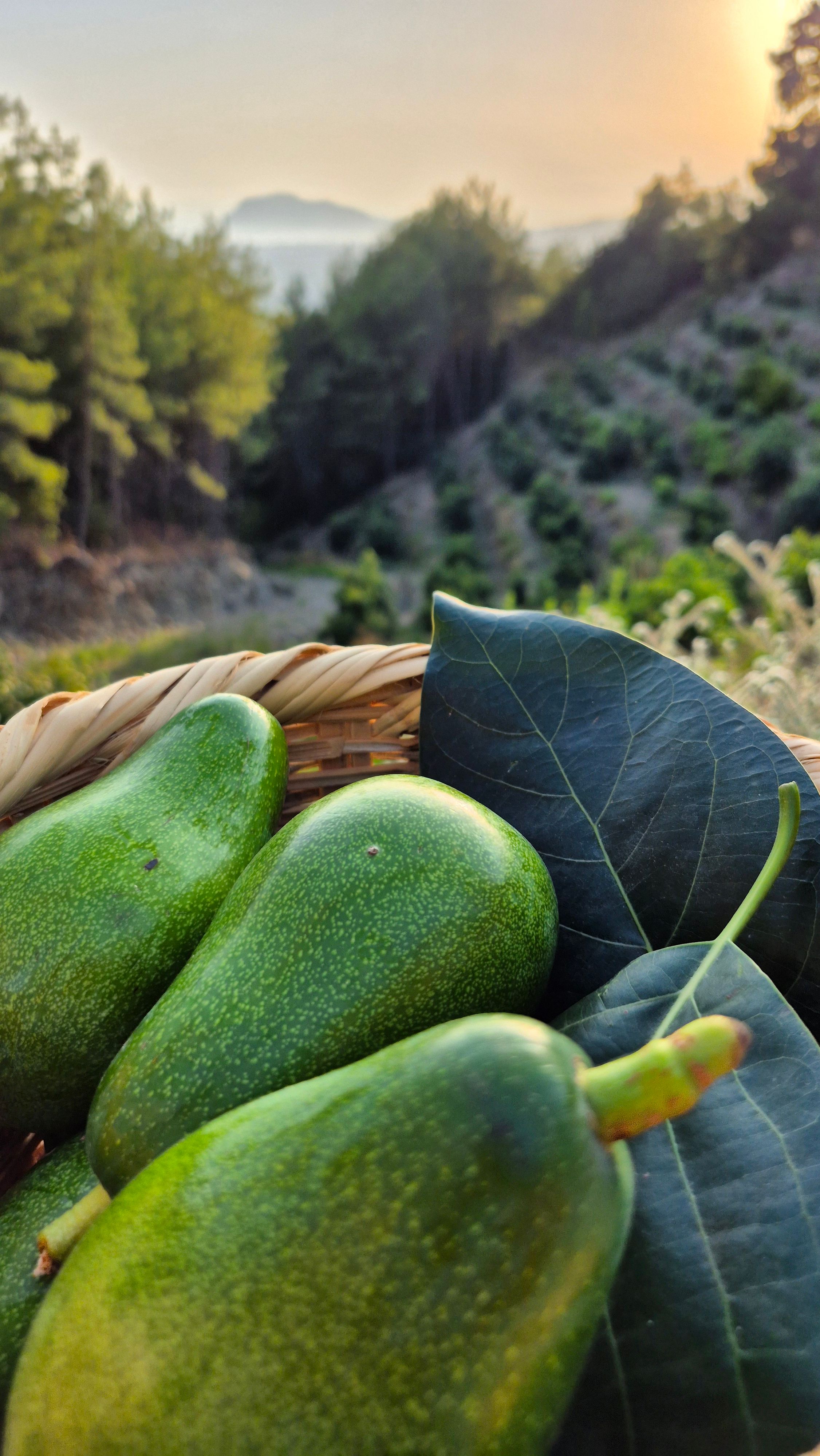 Clifton Avokado 5 adet