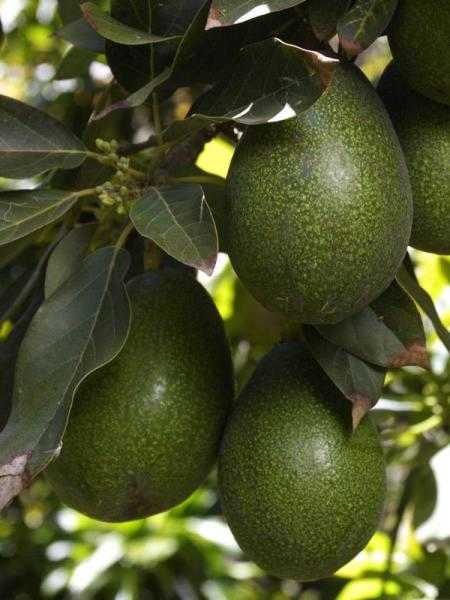 Bacon Avokado 5 adet 200 gr Üzeri