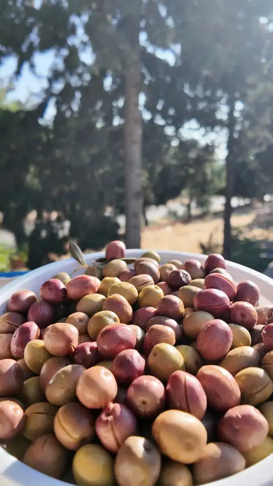 Manzalina Pembe Çizik Large Boy 3 kg 