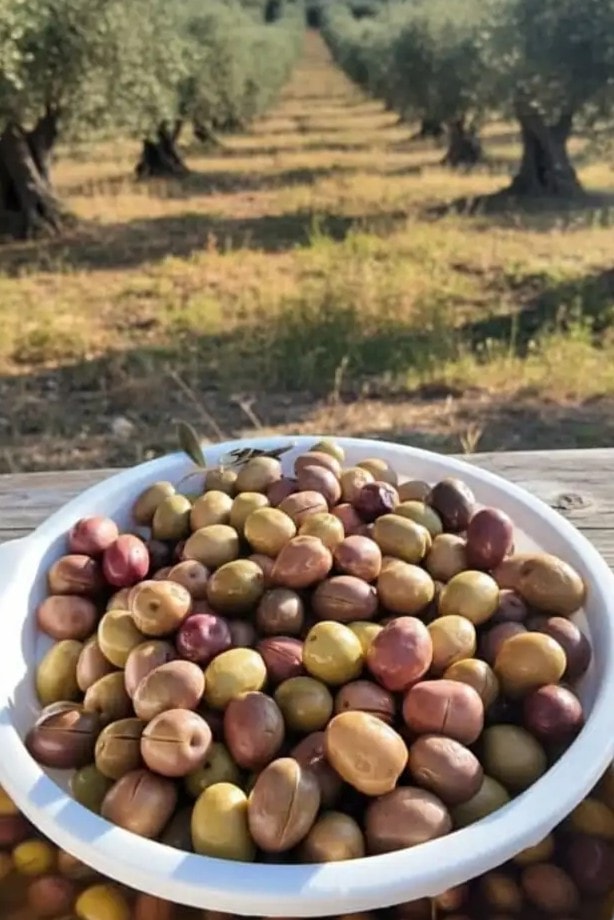 Manzalina Pembe Çizik Large Boy
