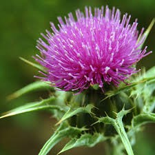 Milk Thistle (Silymarin)