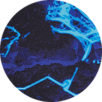 Synapse 420