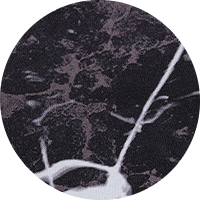 Synapse 140