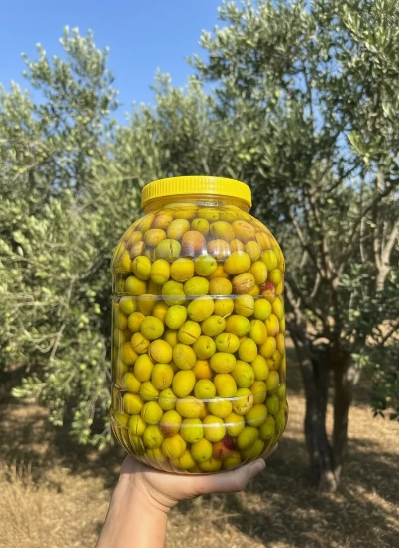 Edremit Cinsi Taş Kırma 5KG Yeşil Zeytin 