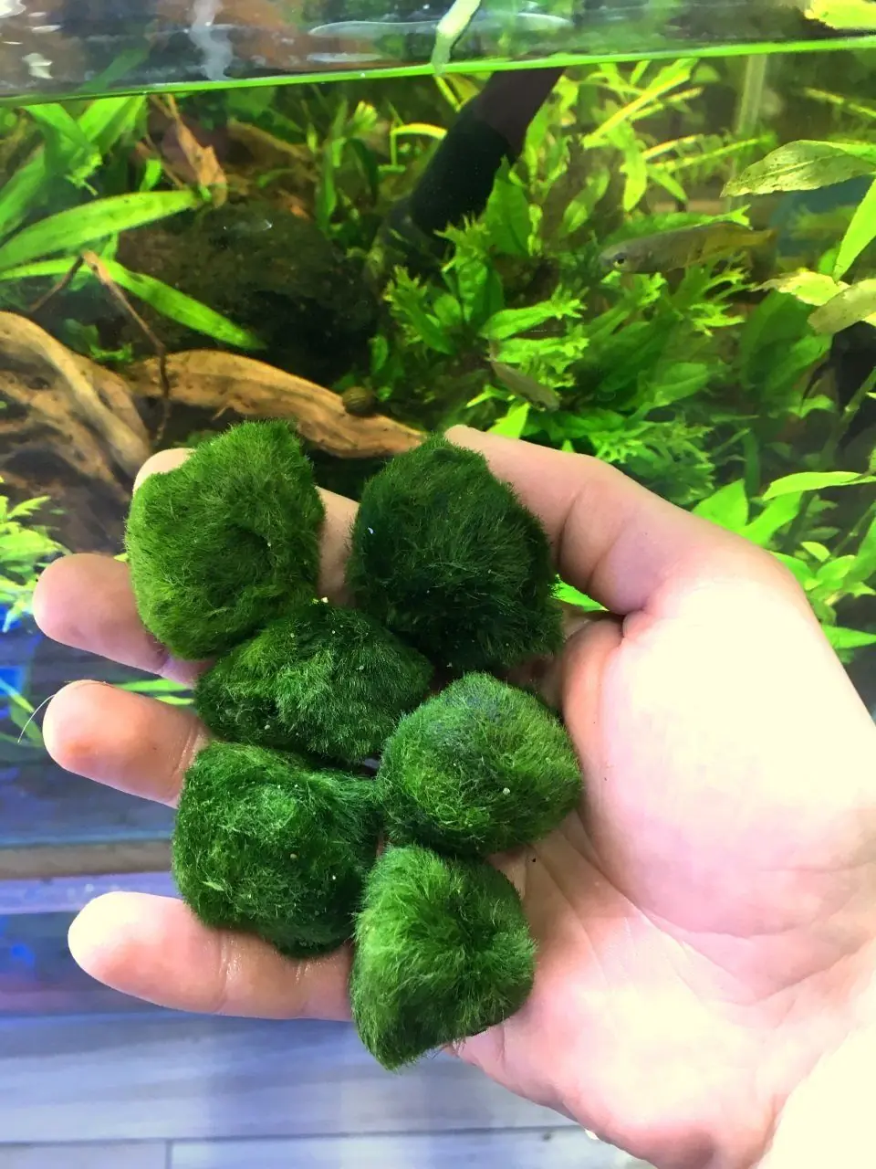 Marimo Moss Ball Yosun Topu 1 Adet 2-4cm