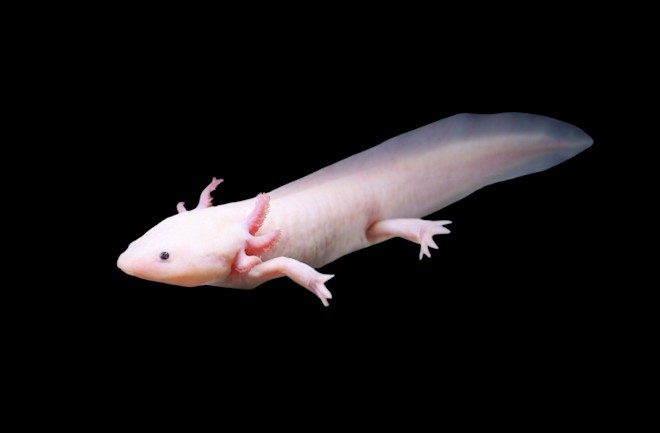 Axolotl'ların Harikulade Dünyası: Suların Prensleriyle Tanışın