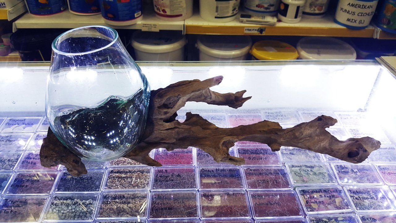 Tik Ağacı Cam Fanus