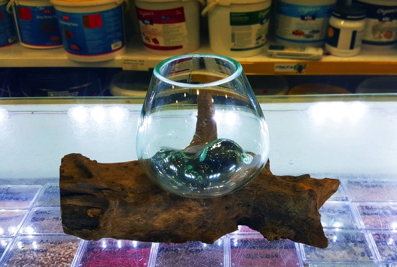 Tik Ağacı Cam Fanus