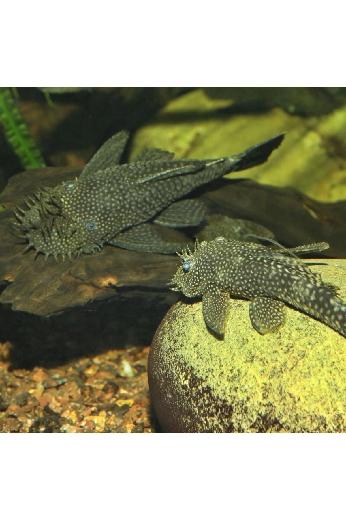 JBL Pro Novo Pleco Wafer XL Vatoz Tablet Yem 2800gr / 5,5lt