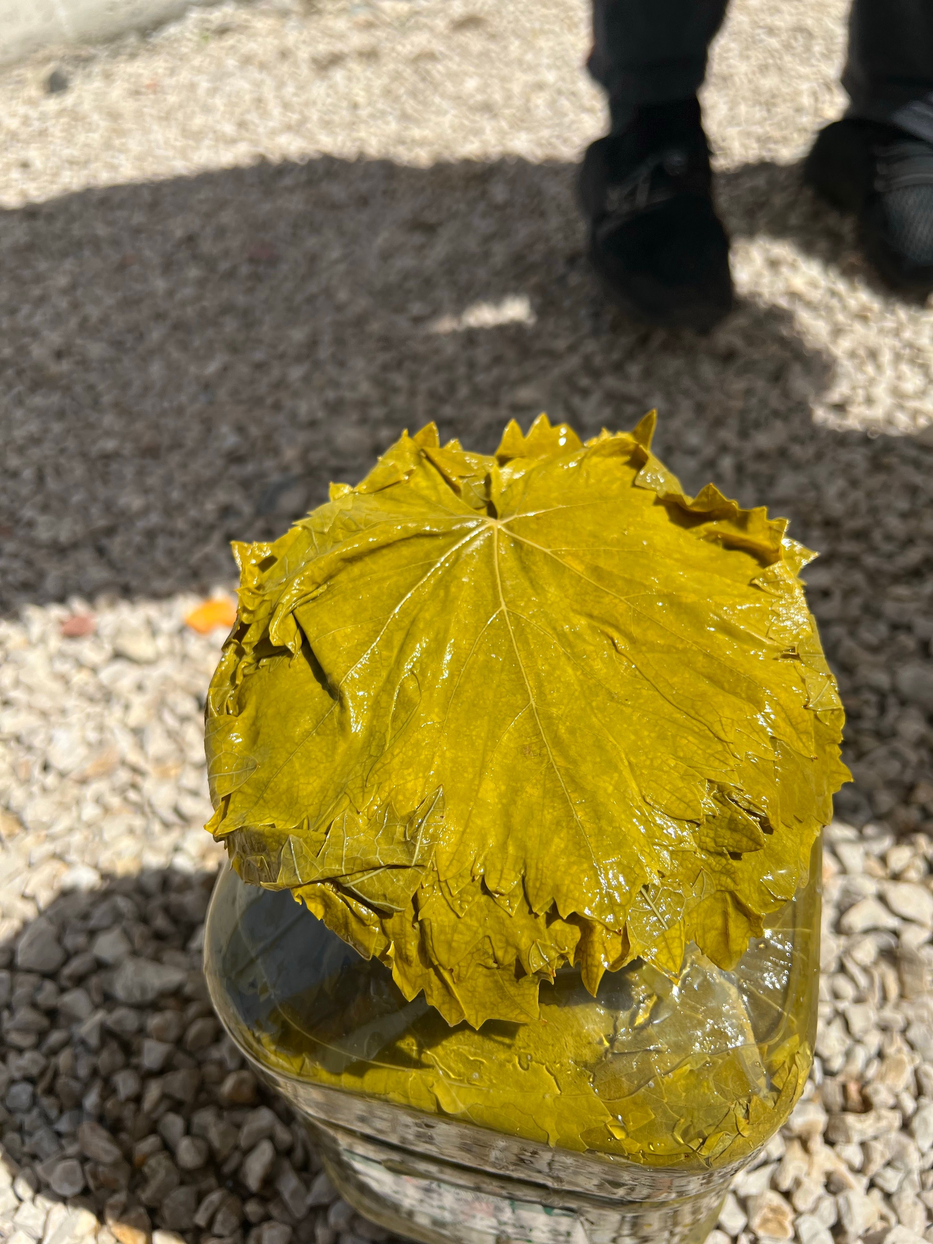 2025 Yeni sezon yaprak  (5 kg bidonlarda)