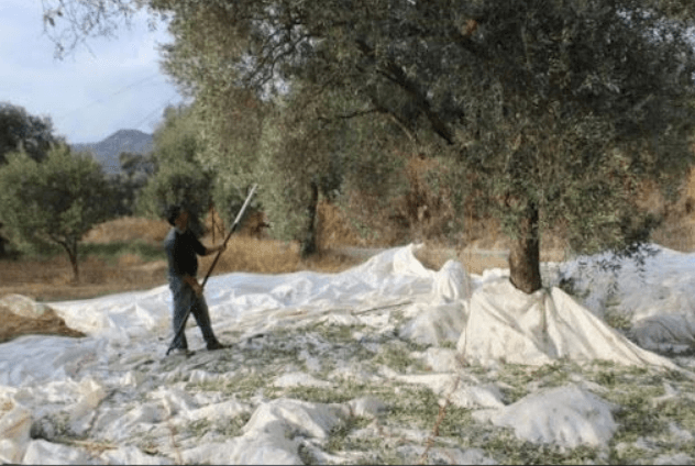 ZEYTİN SERGİLİĞİ
