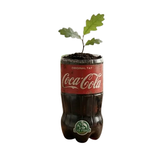 Coca Cola Meşe Fidanı - 1 Yaş Altı Canlı