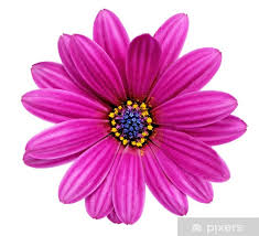 Premium Seri Buket 1