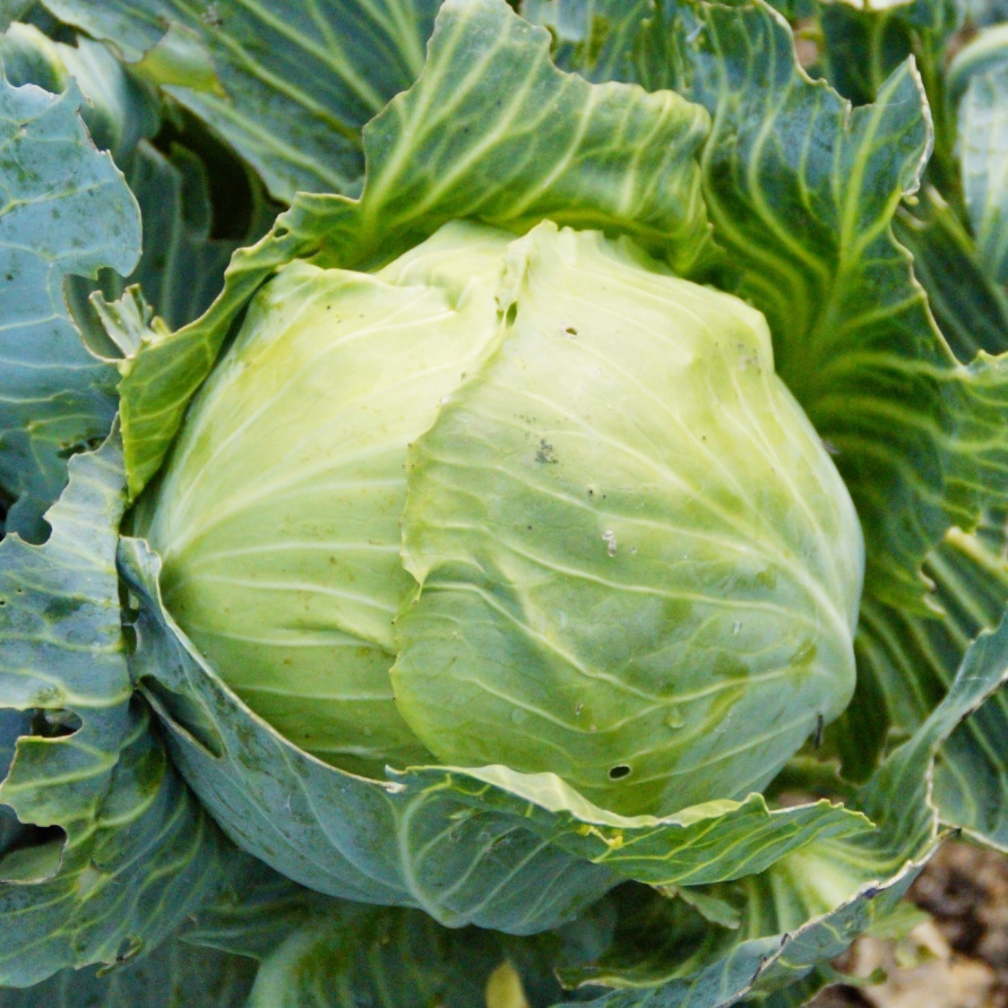 Taze Beyaz Lahana 1 Adet