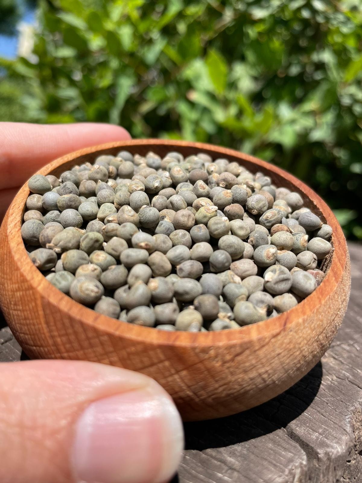 Bamya Tohumu(200gr)
