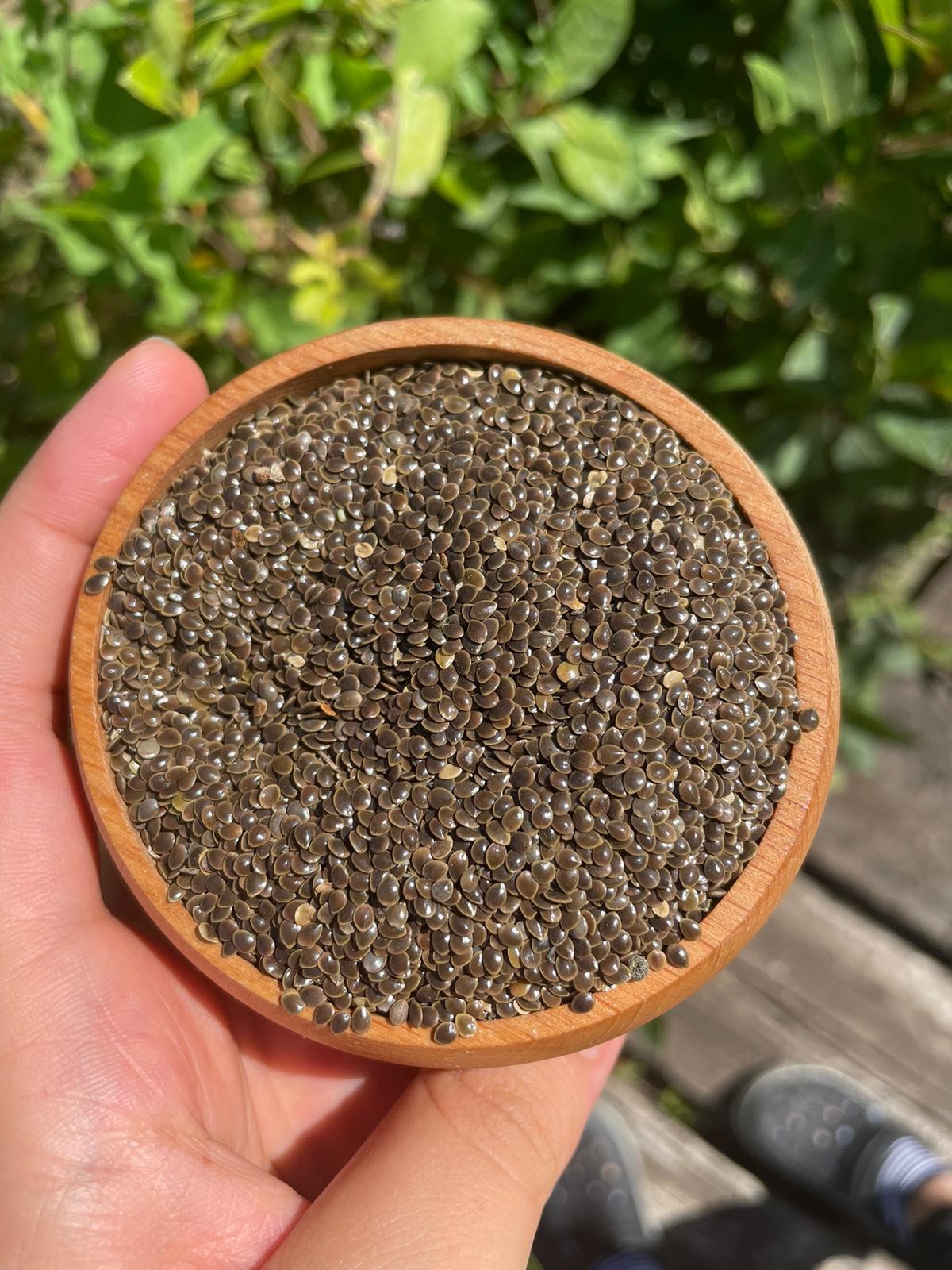 Doğanın Zırhı – Isırgan Tohumu (150gr)