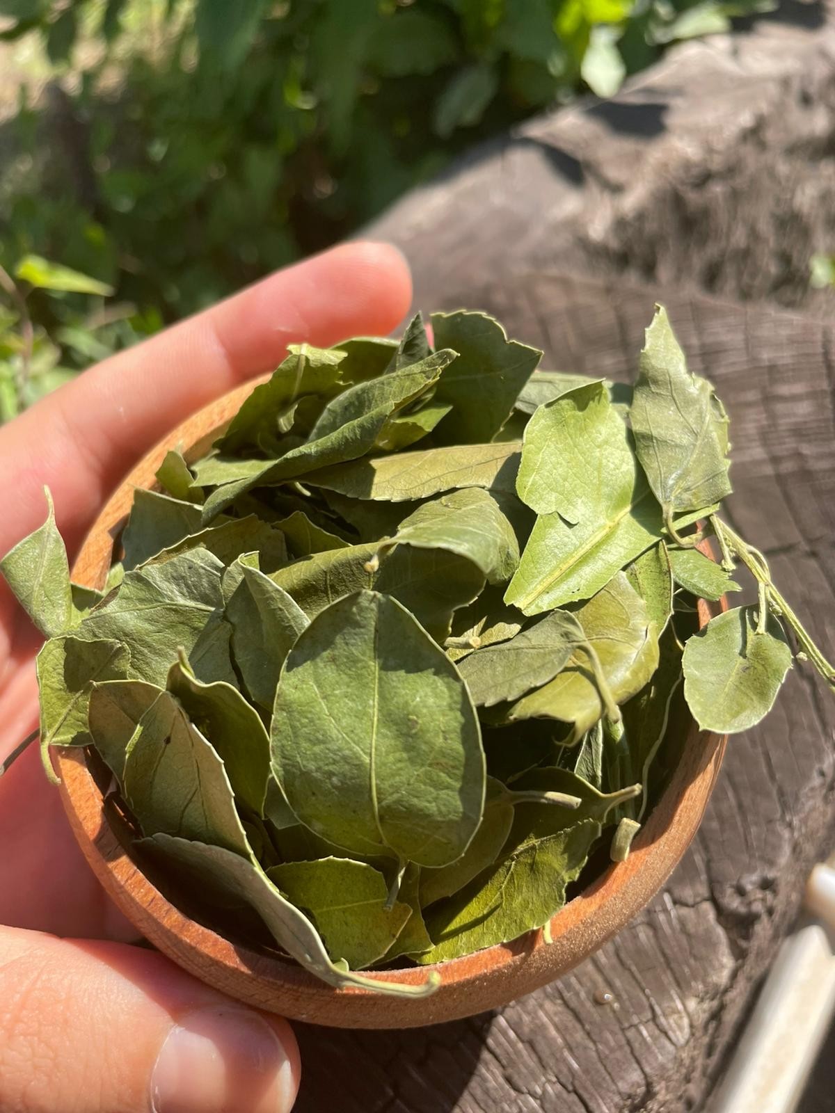 Sidr Yaprağı (100gr)