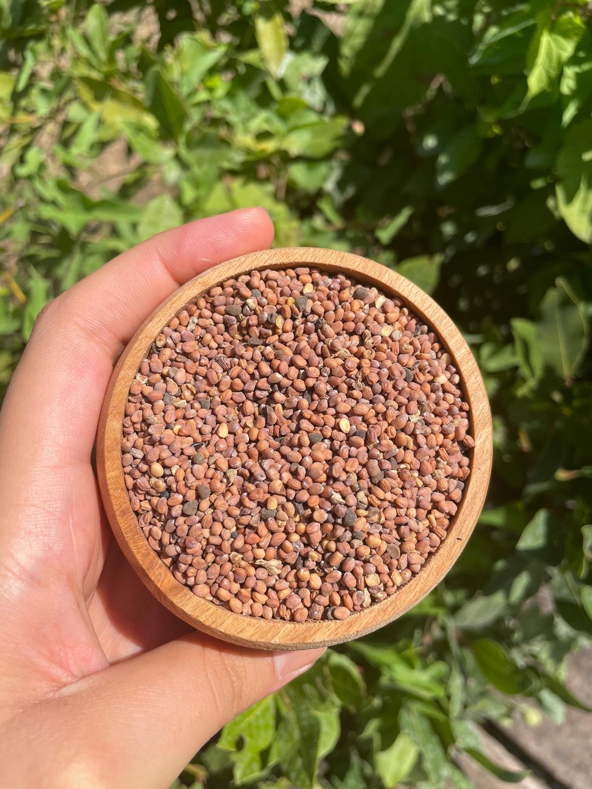 Şifa Kökü – Kırmızı Turp Tohumu (200gr)
