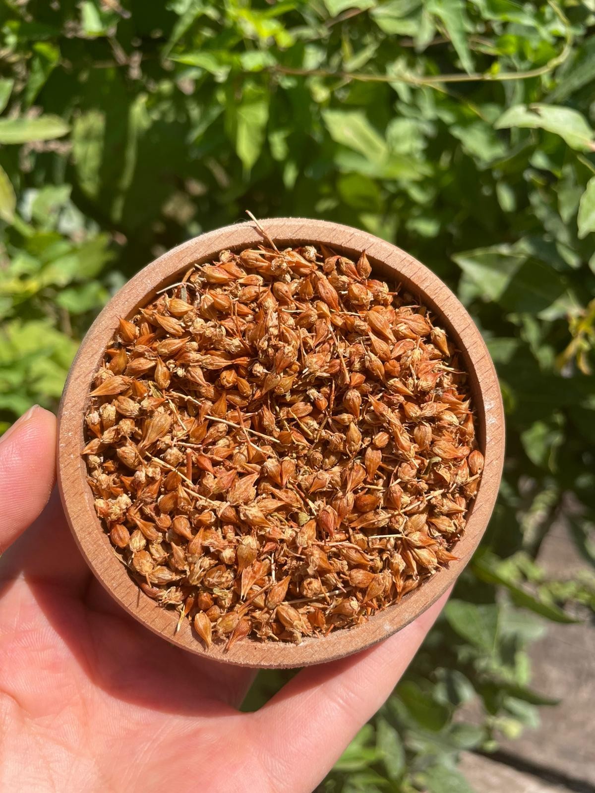 Sarı Kantaron Tohumu (200gr)