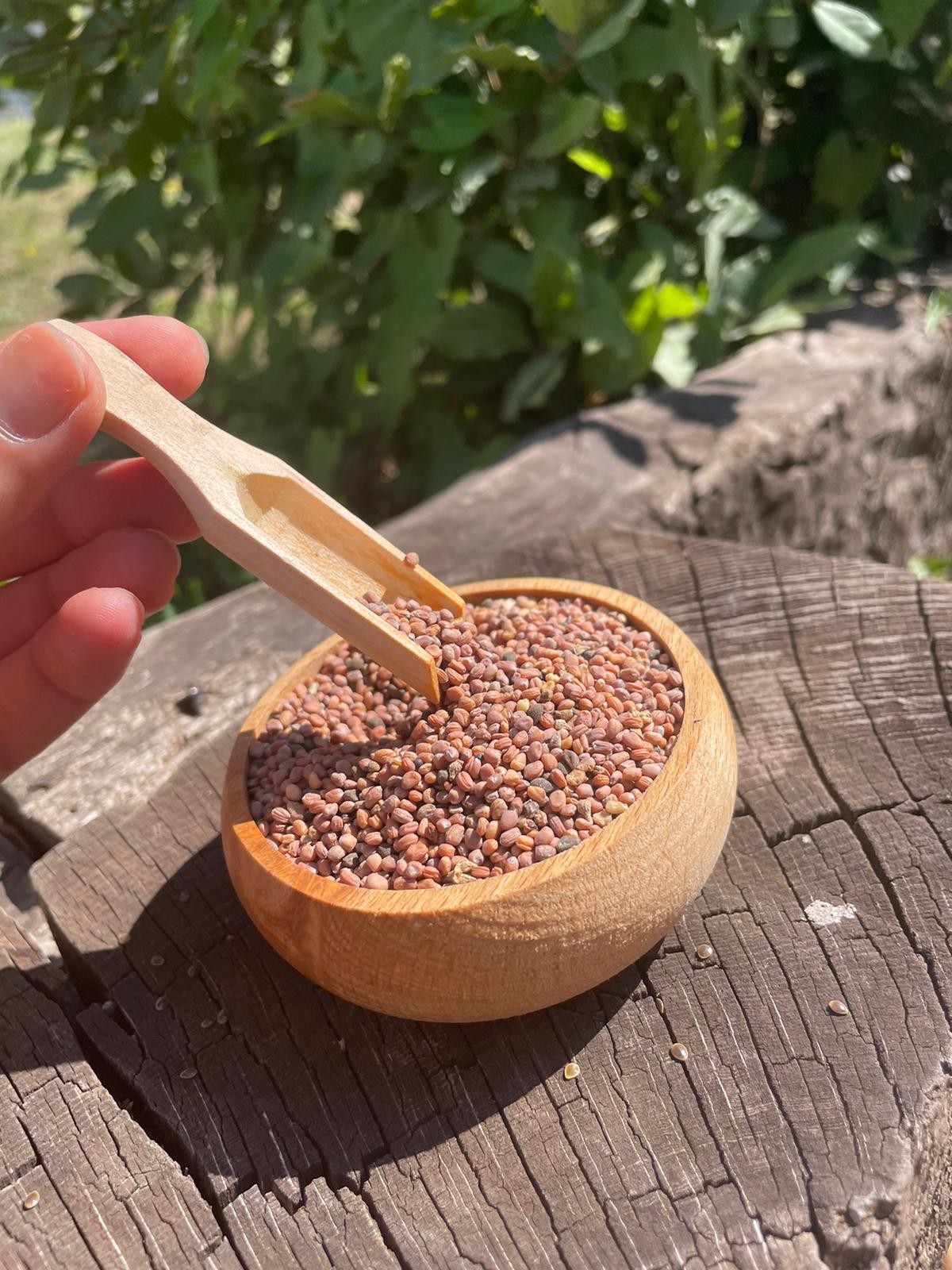 Şifa Kökü – Kırmızı Turp Tohumu (200gr)