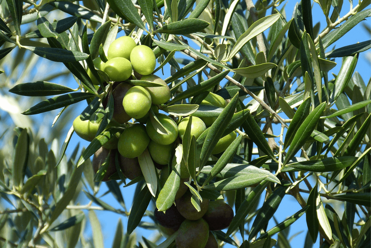 Zeytin Yaprağı Çayı Faydaları Nelerdir?