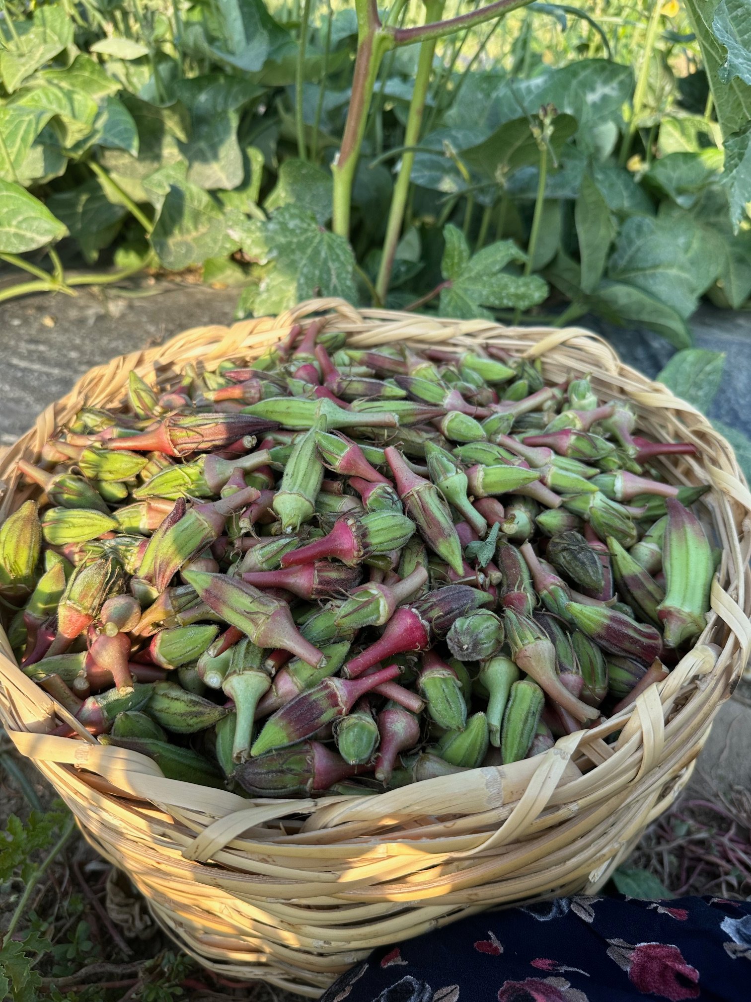 Kınalı Bamya 3 kg Kampanyalı