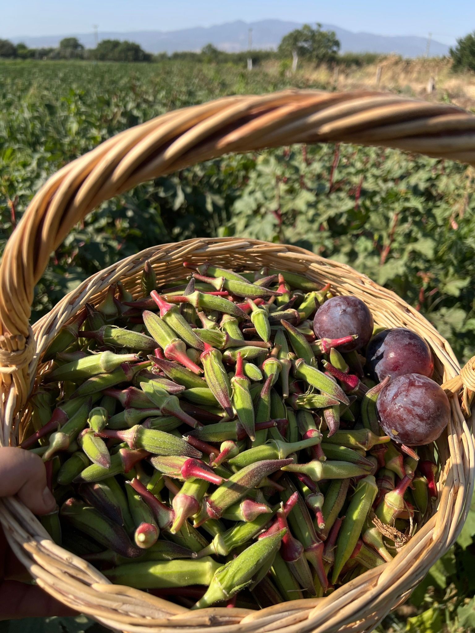 Kınalı Bamya 1 kg