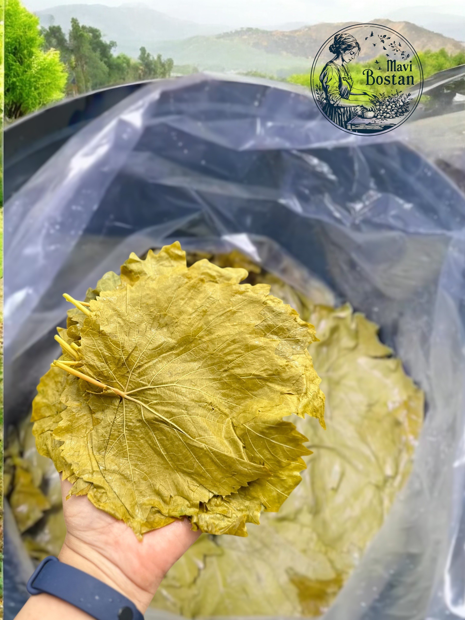 Salamura Yaprak (Kovada 10 kg) 