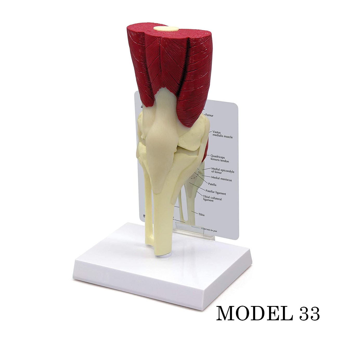 Diz Eklemi Maketi (Kas, Tendon Eklem Modeli) Model 33