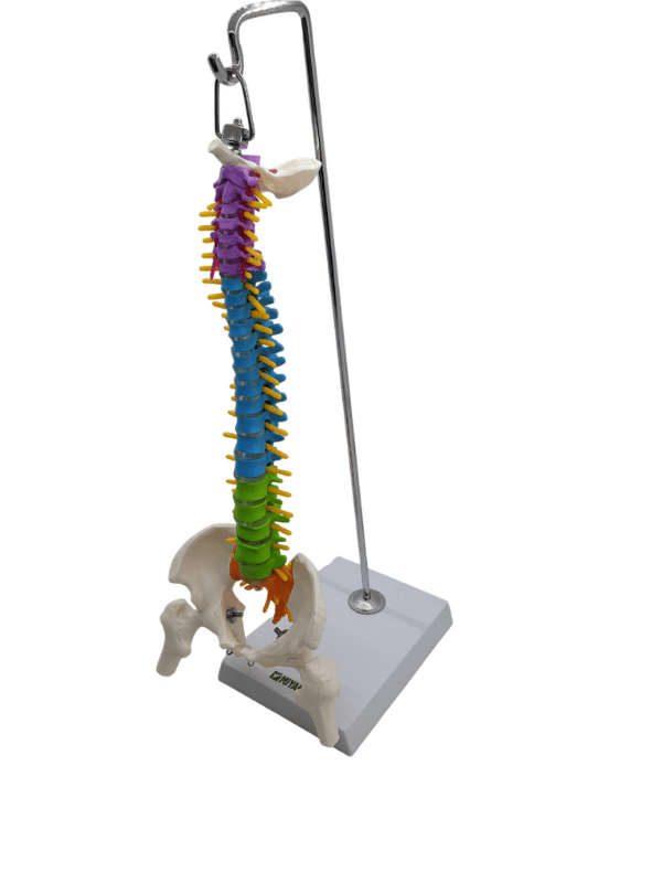 Renkli Tam Boy Hareketli Femur Eklemli Omurga İsk. 45 cm model 38