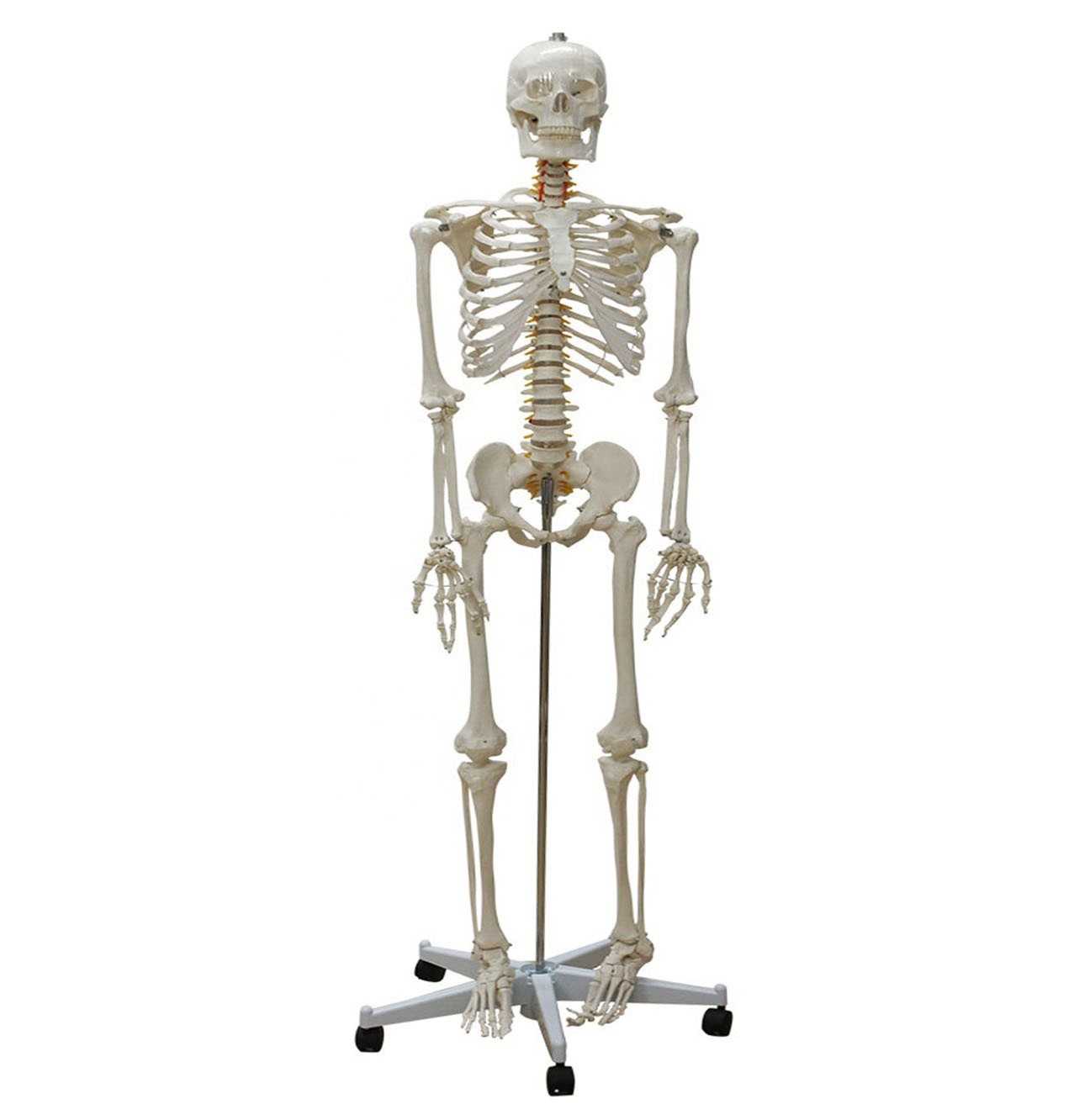 Tam Boy İnsan İskeleti Maketi 176 cm Model 10