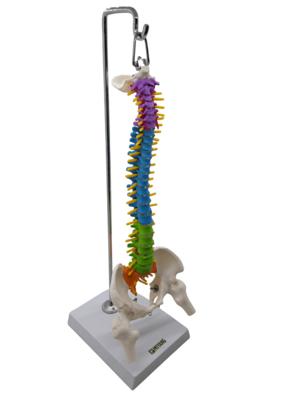 Renkli Tam Boy Hareketli Femur Eklemli Omurga İsk. 45 cm model 38