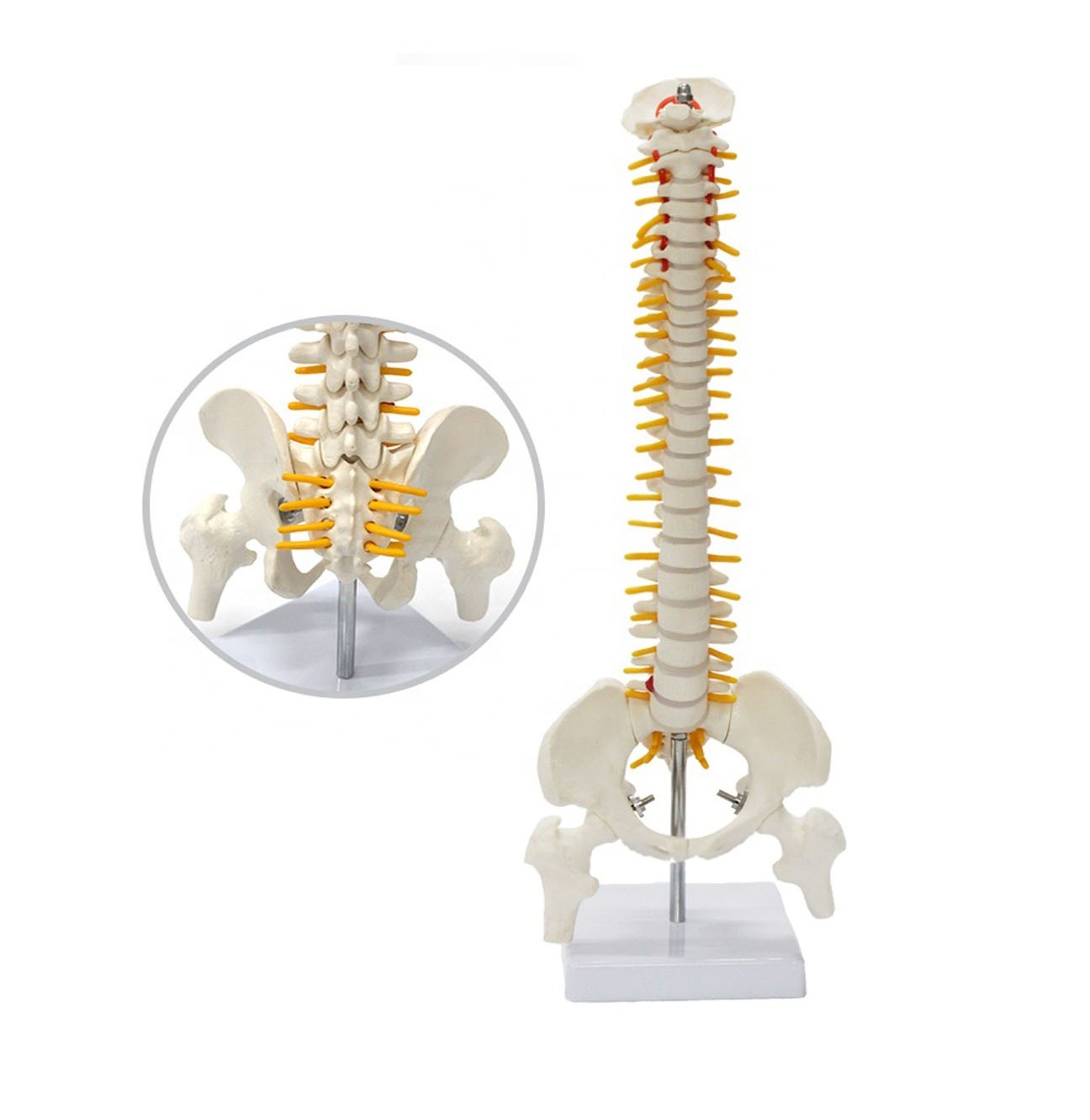 Tam Boy Femur Eklemli Omurga İskeleti 45 cm model 22