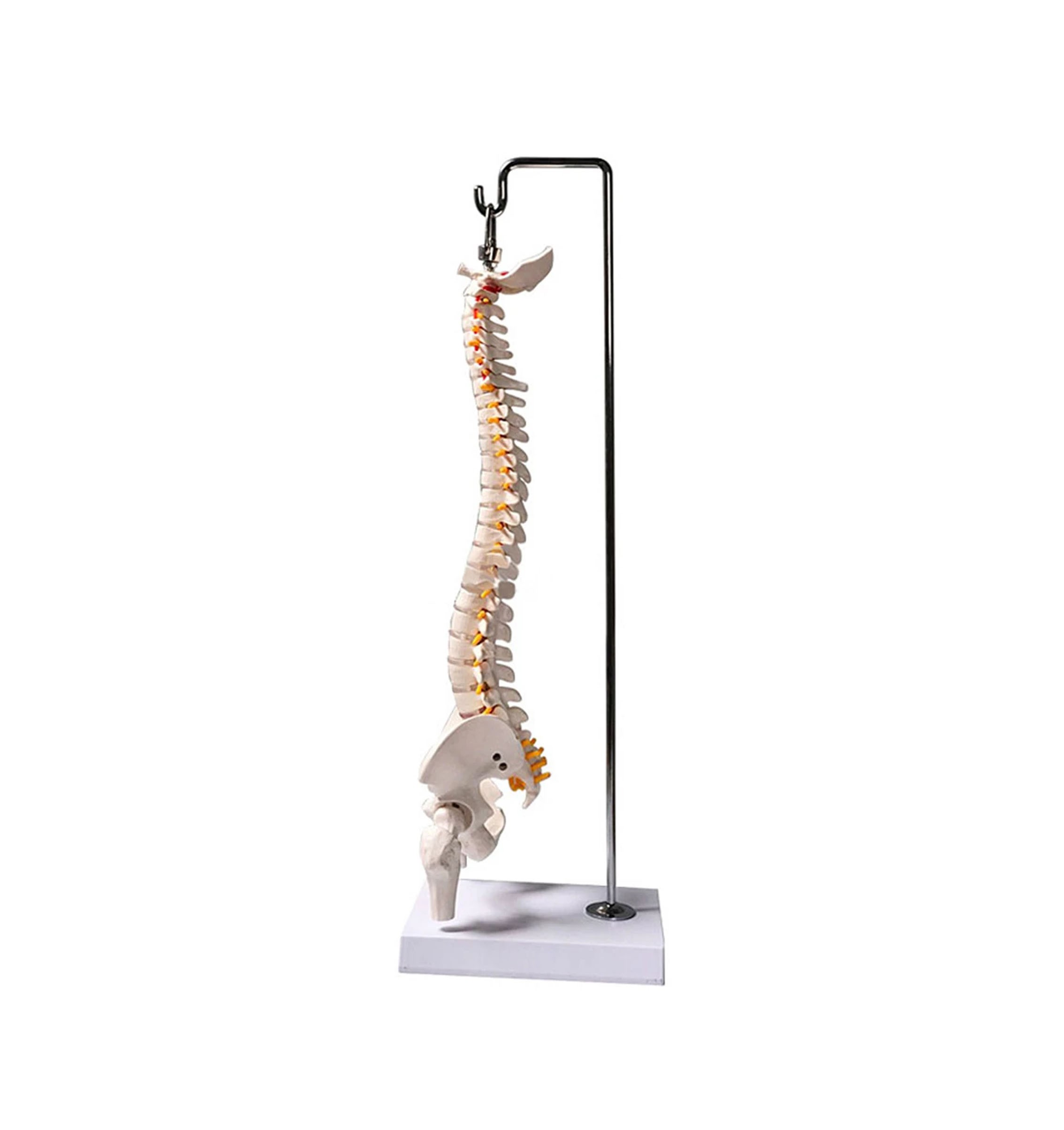 Tam Boy Femur Eklemli Omurga İskeleti 45 cm (Omurilik ve Sinir modeli) Model 37