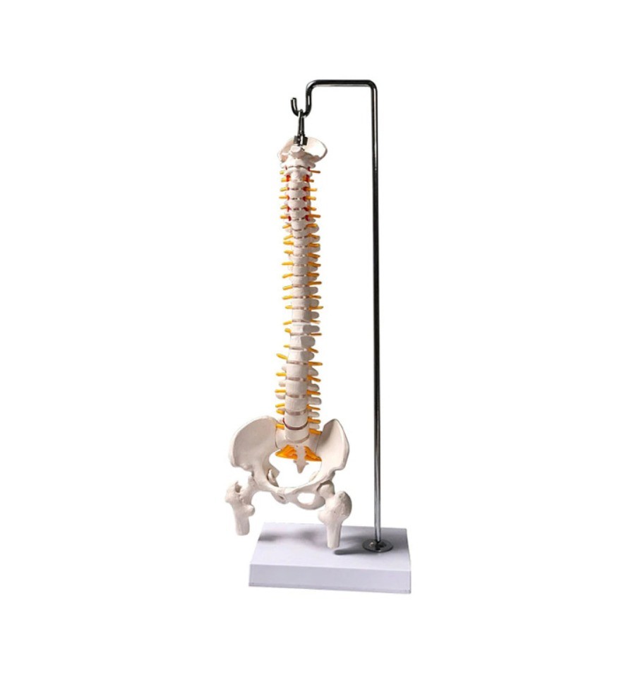 Tam Boy Femur Eklemli Esnek Omurga İskeleti 45 cm model 37