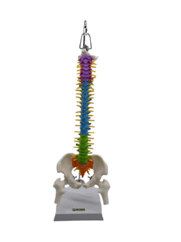 Renkli Tam Boy Hareketli Femur Eklemli Omurga İsk. 45 cm model 38